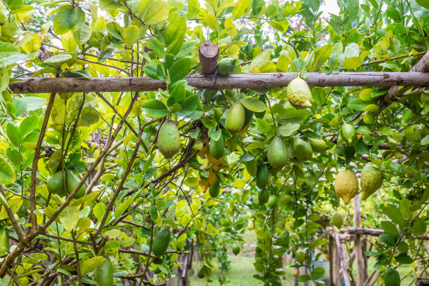 花园里有许多新鲜的绿色和黄色的成熟柠檬。副本的空间背景图片下载