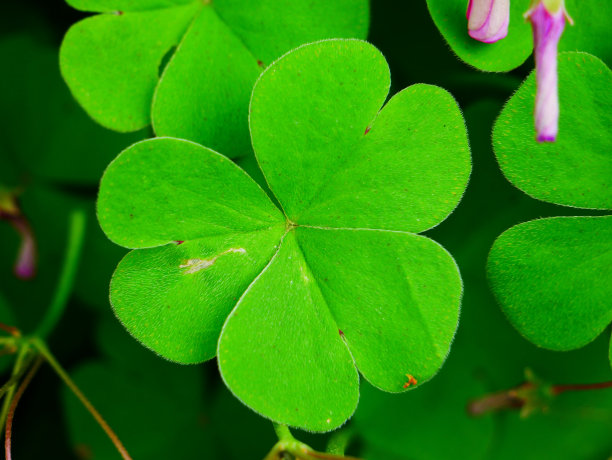 绿色无叶三叶草的特写图片下载