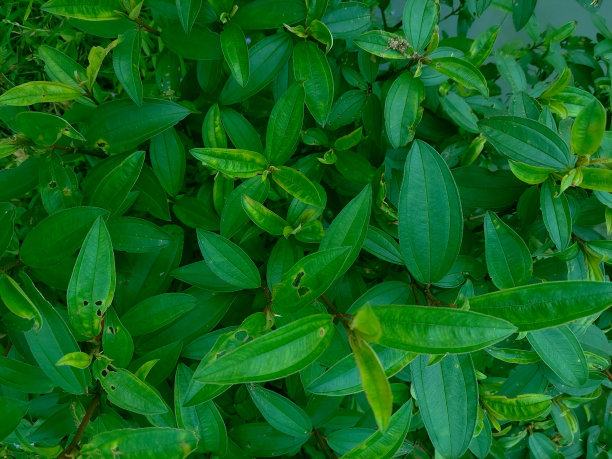 绿色杂草，灌木植物图片下载