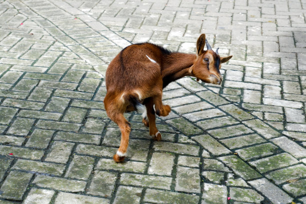 自由释放棕色山羊幼崽。图片下载