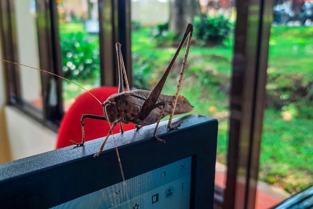 棕色的蚱蜢在显示器上沉默图片下载