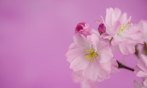 春天的樱花在粉红色的背景与复制空间图片下载