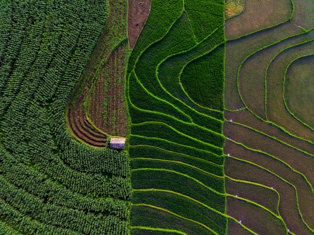 鸟瞰亚洲在印尼稻田地区的绿色水稻梯田图片下载