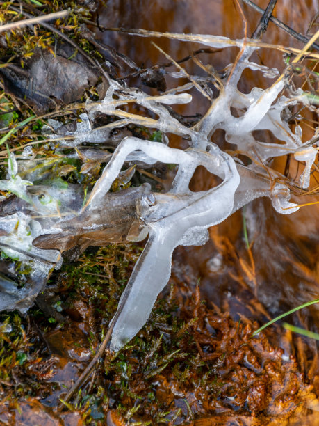 抽象的图片，冰拥抱草和树根图片下载