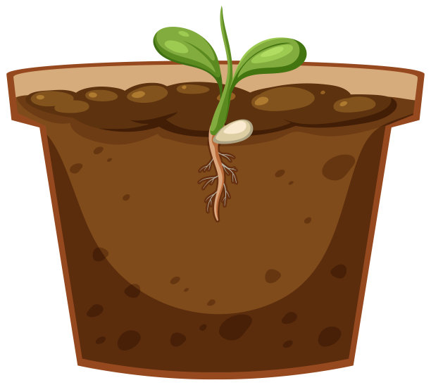 番茄植物载体芽图片下载