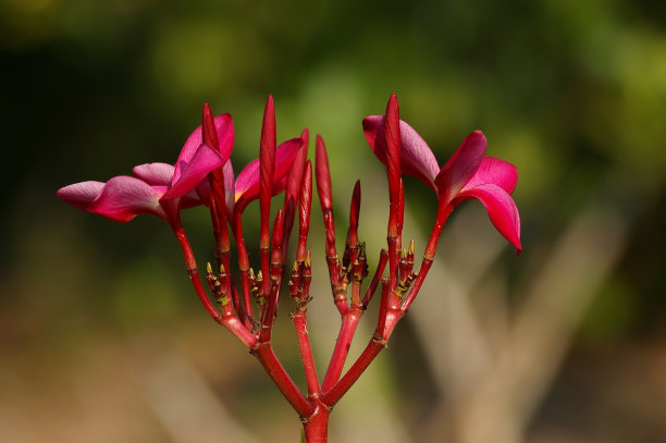 红花图片 缤纷，鲜活，爱情，发芽，生命图片下载