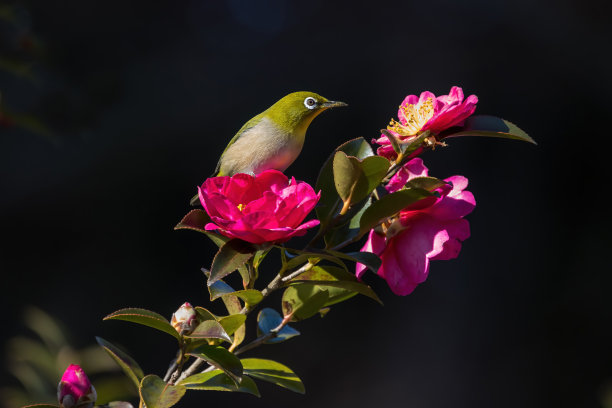 一只白眼鸟栖息在萨珊瓜树上。图片下载