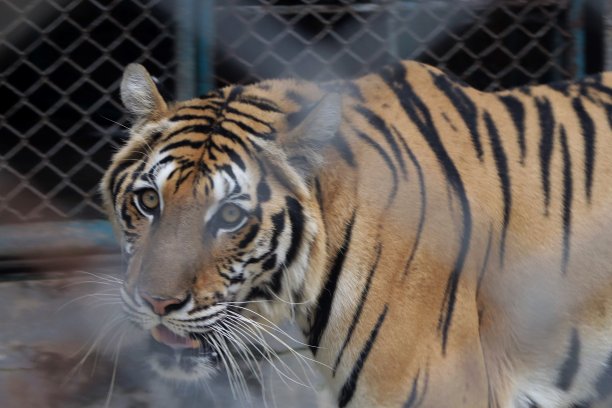 关在笼子里的老虎图片下载