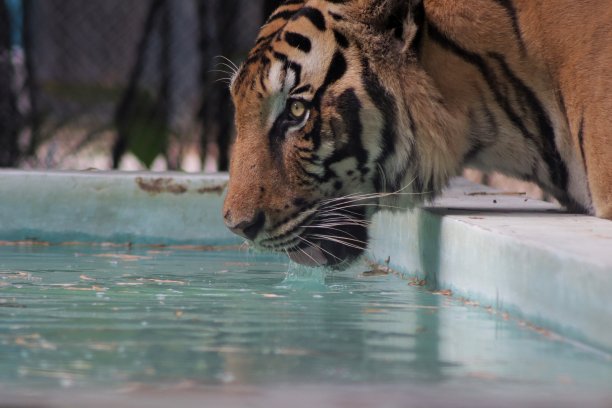 老虎饮水图片下载