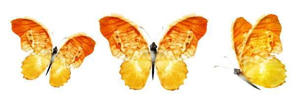 彩色水彩画蝴蝶，孤立在白色的背景上。集图片下载