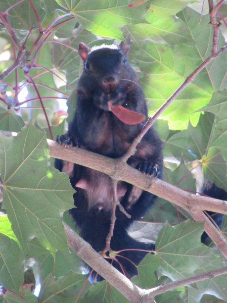 松鼠图片下载