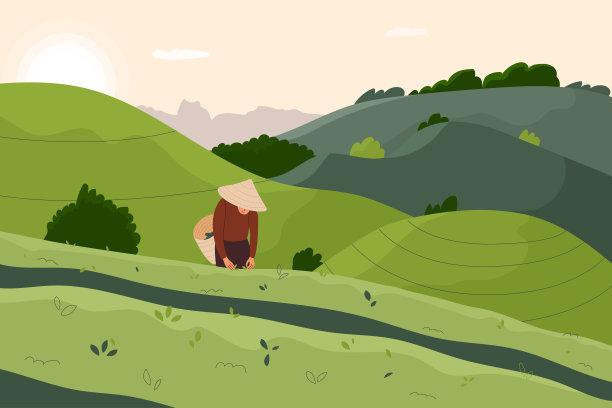 一名农民正在采摘茶树的叶子图片下载