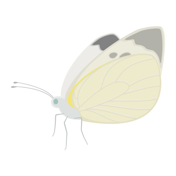 矢量插图卷心菜白蝴蝶孤立的背景。图片下载