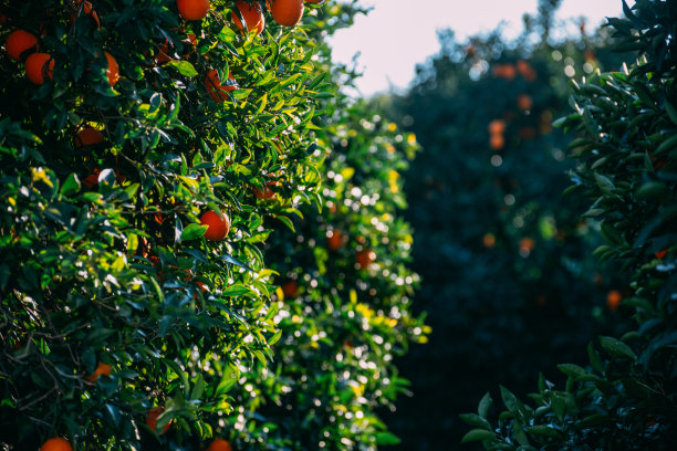 准备收割的橘子图片下载