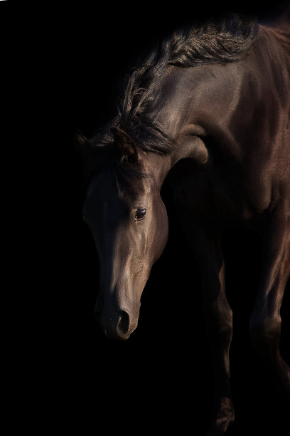 黑色背景下的骏马图片下载