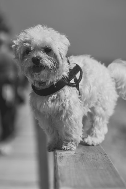 西班牙卡斯特隆奥罗佩萨德尔马海滩上的马耳他比熊图片下载