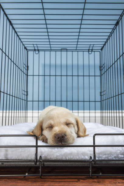 一只黄色的拉布拉多小狗睡在铁丝箱里，门开着——7周大图片下载