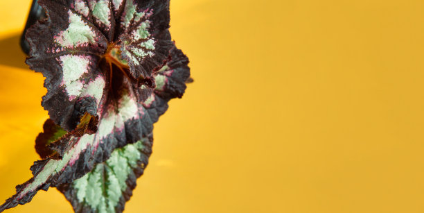 美丽的装饰落叶秋海棠叶与一个近距离装饰在一个锅。复制空间。种植盆栽植物，绿色家居装饰，护理栽培图片下载