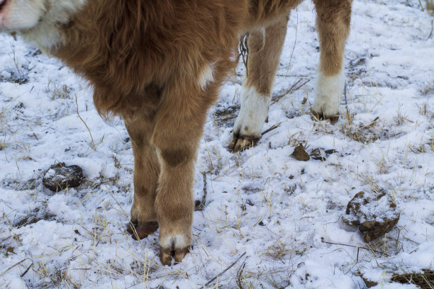 牛腿蹄子特写。大母牛站在农场地上图片下载