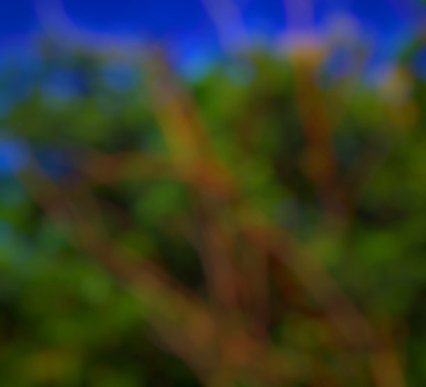 蓝色天空下树木的散焦背景图片下载