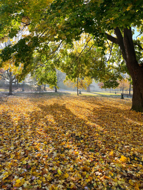 加拿大的秋叶图片下载