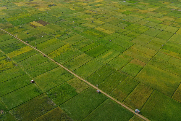 稻田的航拍照片图片下载