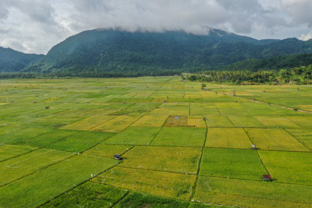 稻田的航拍照片图片下载