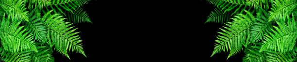 旗帜自然背景蕨类树叶在黑色背景热带树叶图片下载