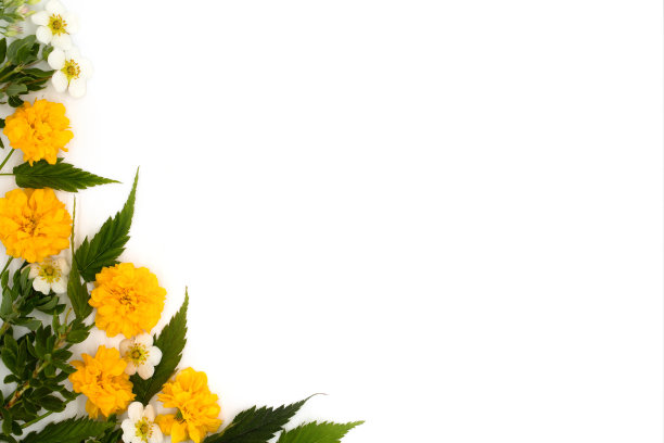 明亮的多肉花组成，白色背景上的叶子复制空间，俯视图，平面布局图片下载