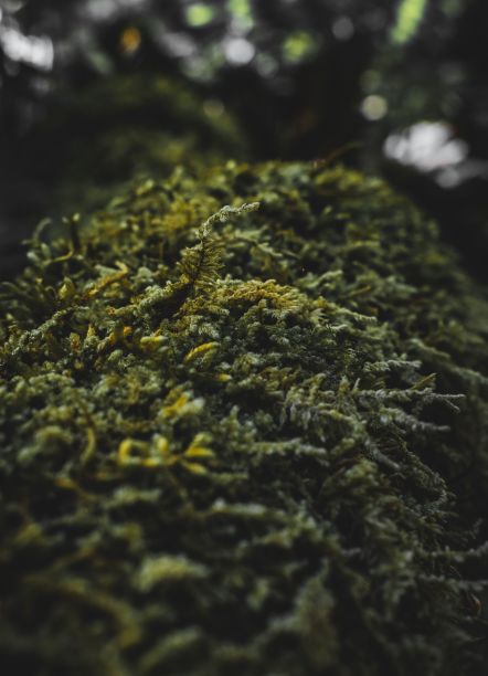 近距离垂直拍摄的绿色苔藓模糊的背景图片下载