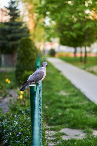 垂直特写镜头，一只鸽子栖息在公园的金属栅栏上图片下载
