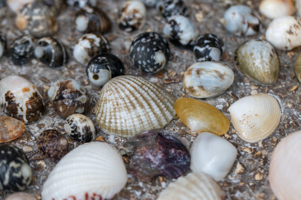 在科学实验室研究不同的动物。图片下载