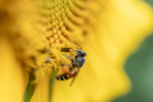 在科学实验室研究不同的动物。图片下载