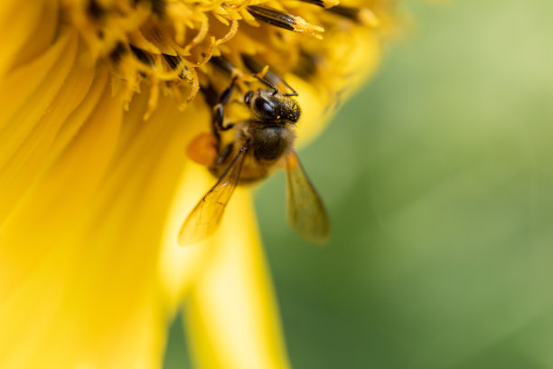 在科学实验室研究不同的动物。图片下载