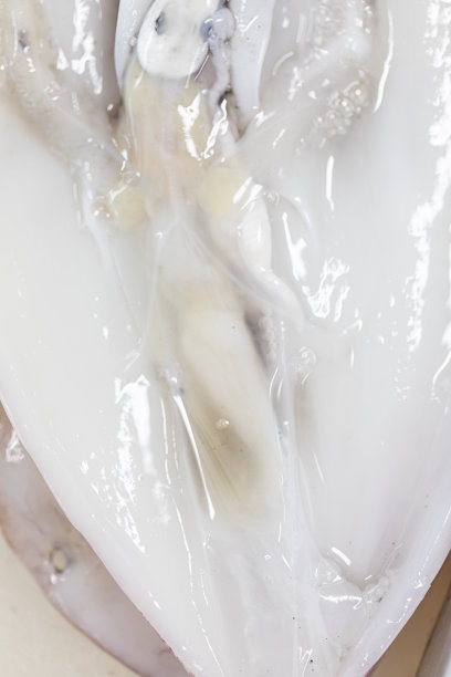 在科学实验室研究不同的动物。图片下载