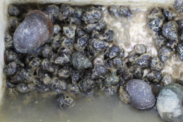 在科学实验室研究不同的动物。图片下载