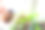 园丁用浇壶浇绣球花插枝。窗台上的绣球花。家庭园艺图片下载