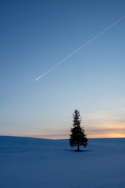 松树矗立在雪地里，在黄昏的天空中留下了轨迹图片下载