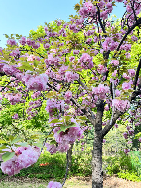 春天的韩国，樱花盛开图片下载