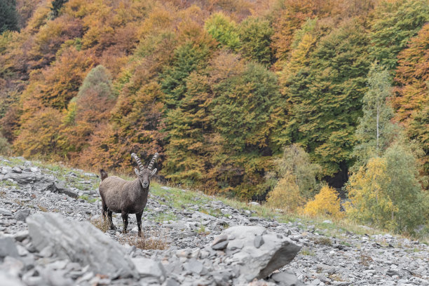 被秋色包裹的阿尔卑斯野山羊(卡普拉野山羊)图片下载