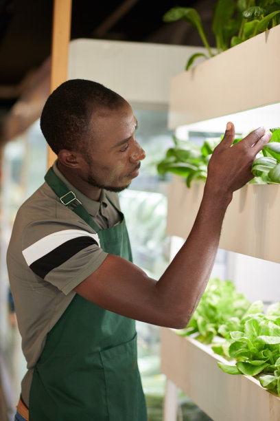 店员检查生菜图片下载