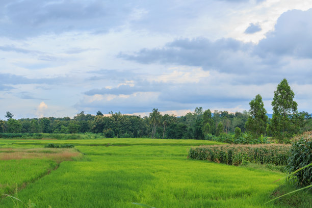 稻田图片下载