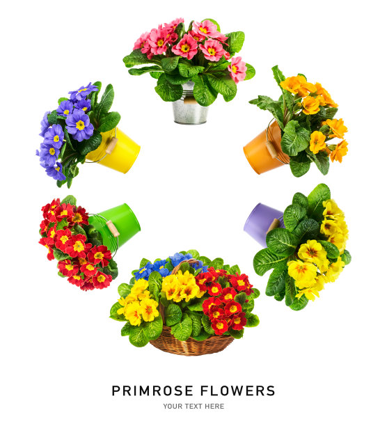 春天的报春花上有白色的报春花花环图片下载