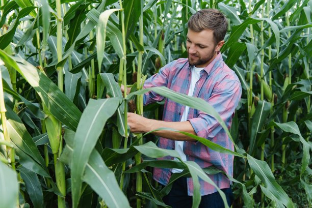 一个男人在检查玉米地，寻找害虫。成功的农民和农业企业图片下载