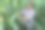 一个男人在检查玉米地，寻找害虫。成功的农民和农业企业图片下载