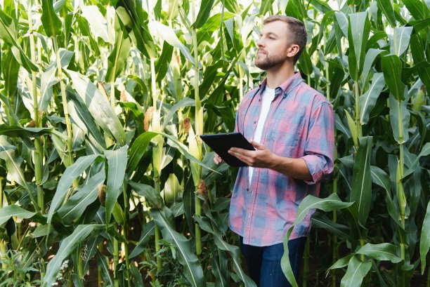 一个男人在检查玉米地，寻找害虫。成功的农民和农业企业图片下载