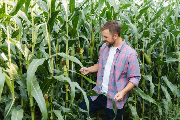 农学家手持平板电脑在玉米地里检查收割前的作物。农业的概念。巴西的农场。图片下载