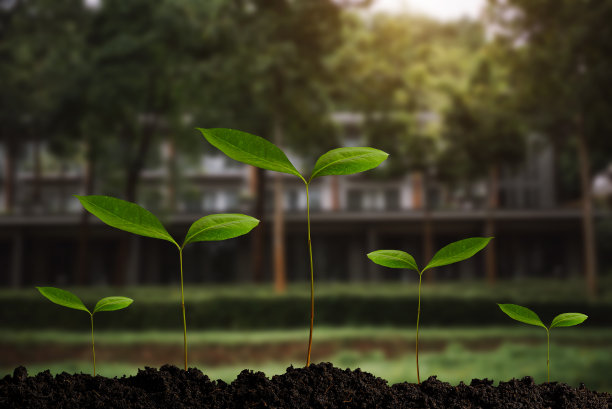 随着日出生长的植物。园林概念农业图片下载