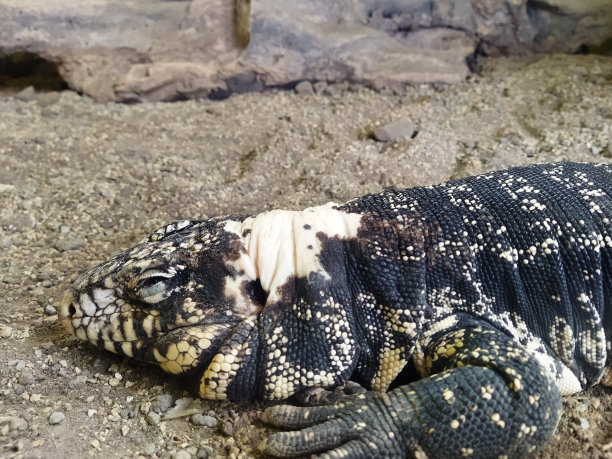 出来merianae图片下载