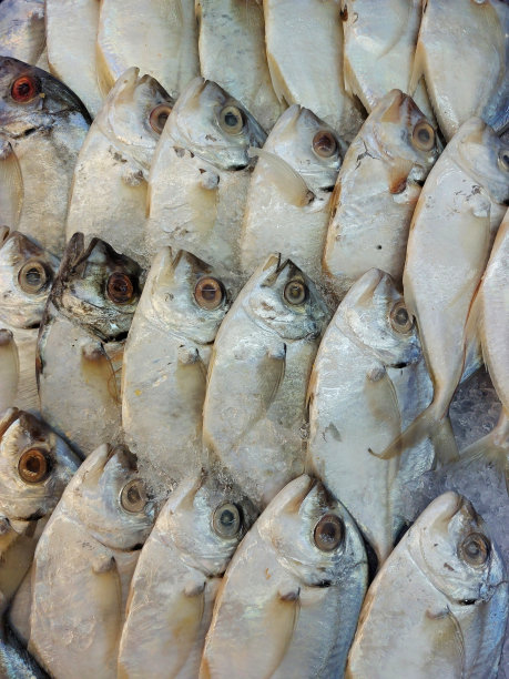 市场上卖冷鱼图片下载